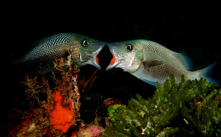 2012-06-02 Dive Trip UW - 26 - Version 4