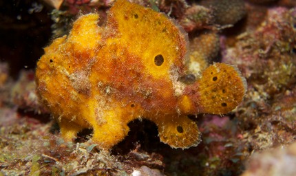 Frogfish