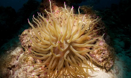 Anemone